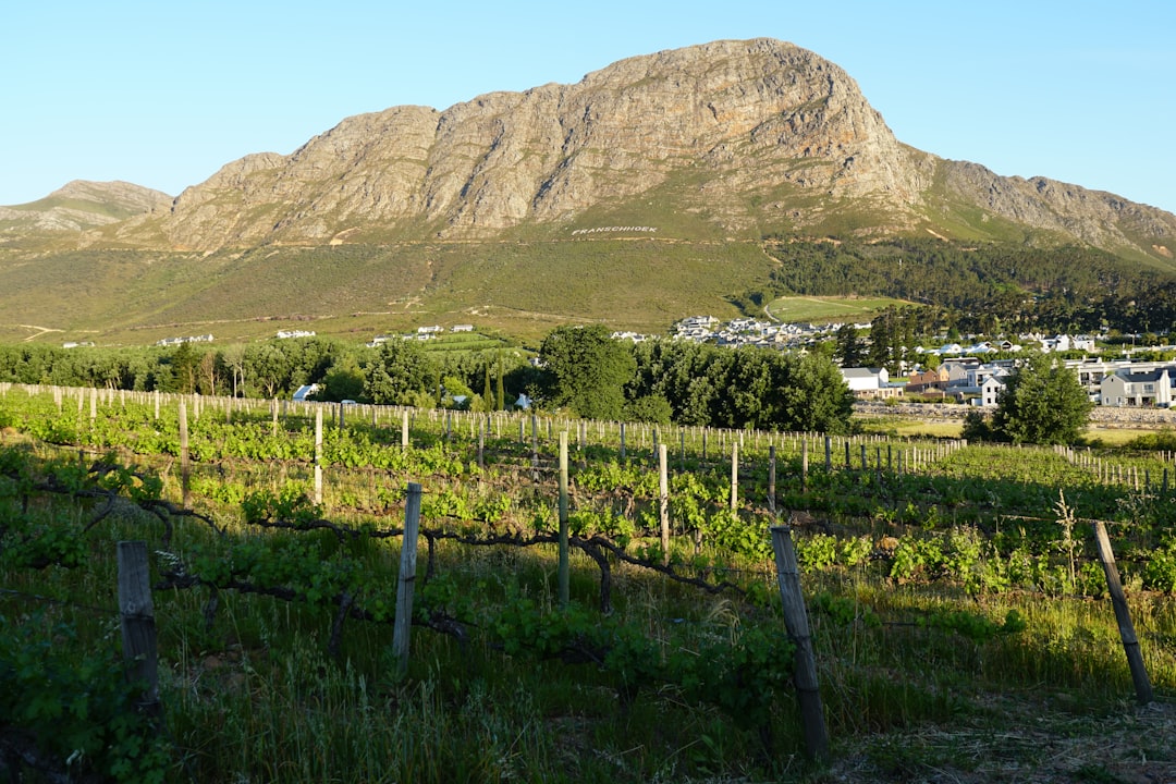vinicola com parreiral na serra