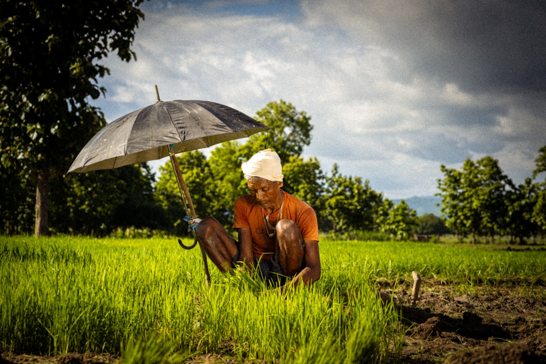 produtor rural analisando lavoura de arroz